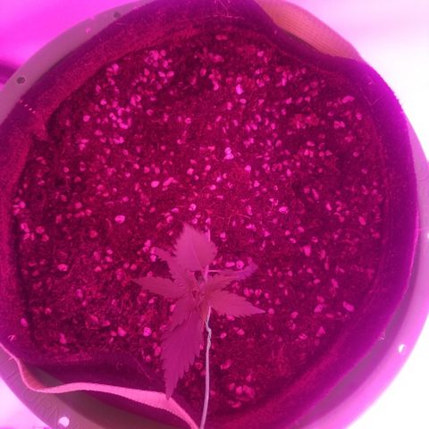 Bam Bam #2 growlog timeline photo
