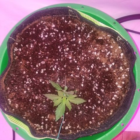 Bam Bam #1 growlog timeline photo