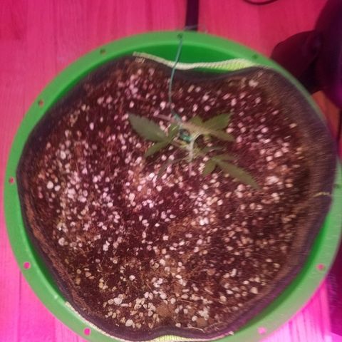 Bam Bam #3 growlog timeline photo