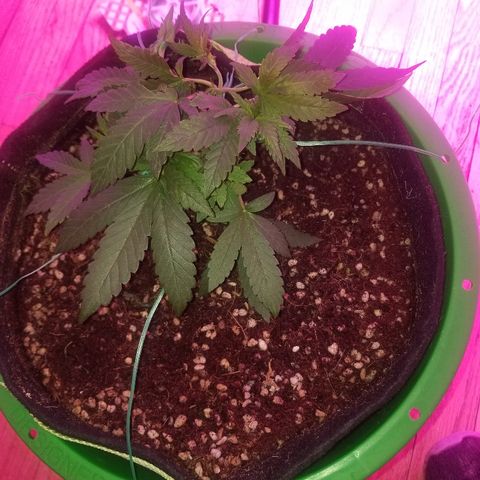 Bubblegum breath  #1 growlog timeline photo