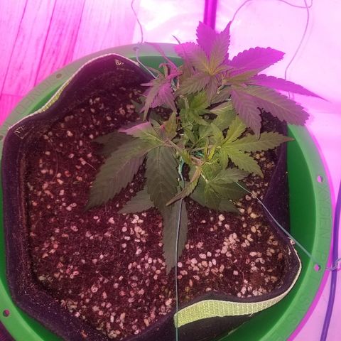 Bubblegum breath  #2 growlog timeline photo