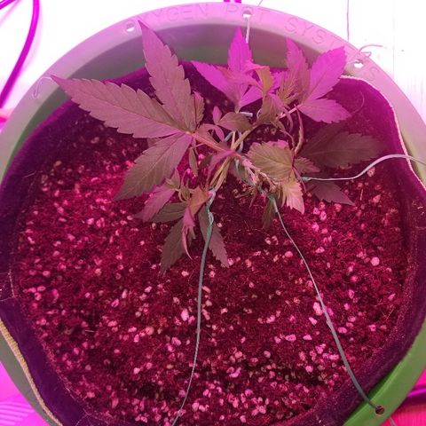 White widow  #1 growlog timeline photo