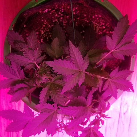 Bitchen Camaro  growlog timeline photo