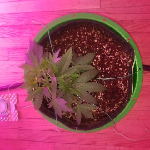 Bubblegum breath  #1 growlog timeline photo