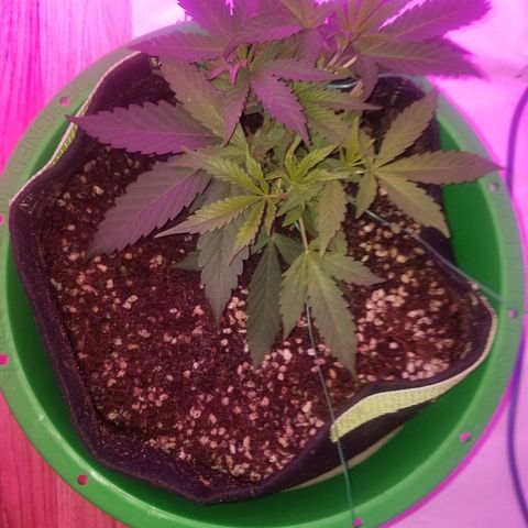 Bubblegum breath  #2 growlog timeline photo