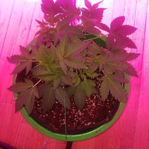Bitchen Camaro  growlog timeline photo