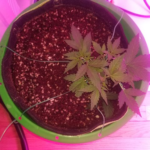 White widow  #1 growlog timeline photo