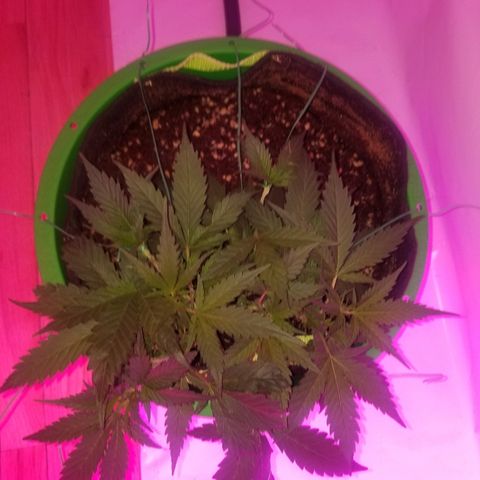 Kracken #2 growlog timeline photo