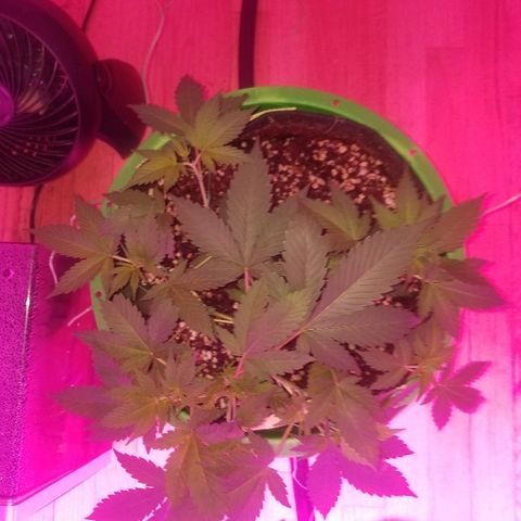 Kracken #1 growlog timeline photo