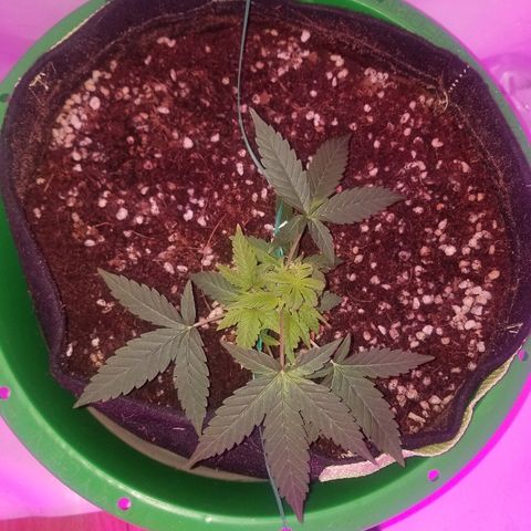 Do Si Dos Auto growlog timeline photo
