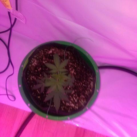 G14 #1 growlog timeline photo