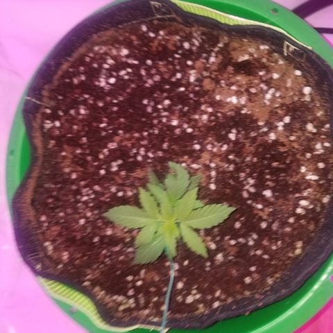 Bam Bam #1 growlog timeline photo