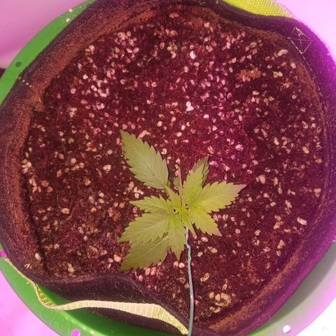 Bam Bam #2 growlog timeline photo