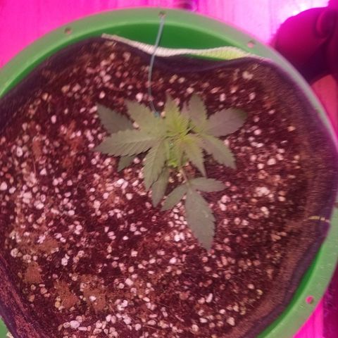 Bam Bam #3 growlog timeline photo