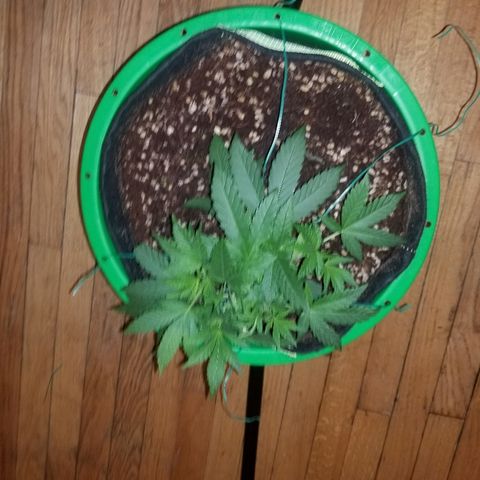 Bubblegum breath  #1 growlog timeline photo