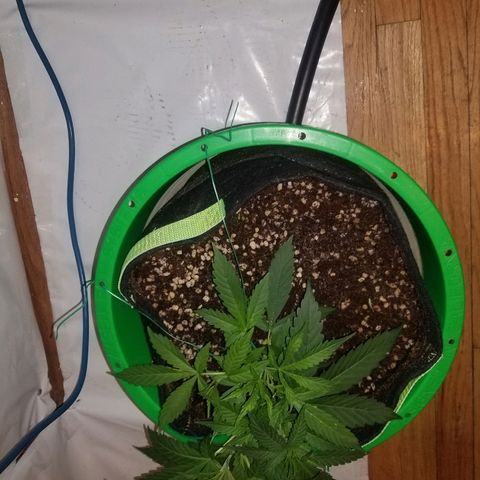 Bubblegum breath  #2 growlog timeline photo
