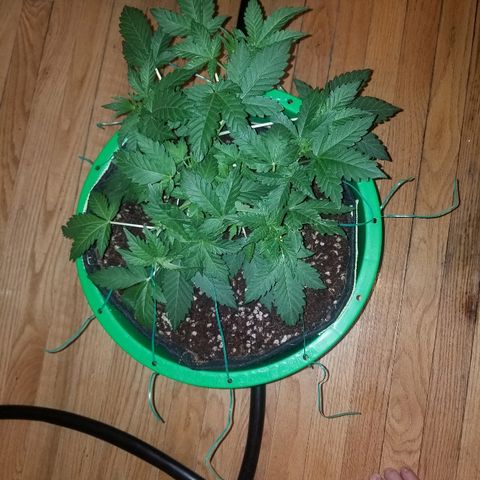 Bitchen Camaro  growlog timeline photo