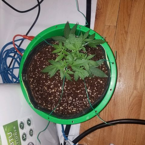 White widow  #1 growlog timeline photo