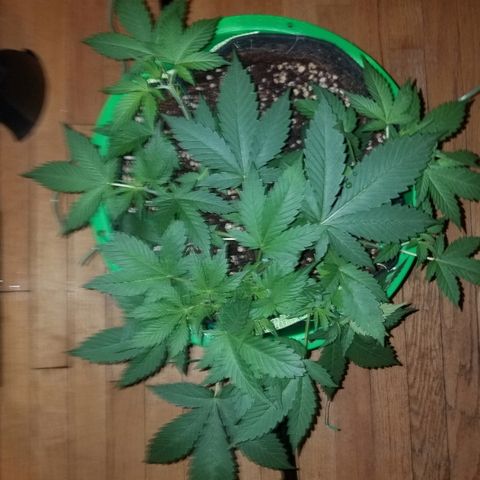 Kracken #1 growlog timeline photo
