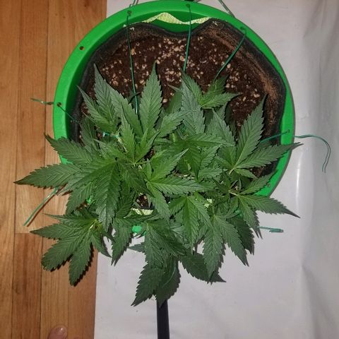 Kracken #2 growlog timeline photo