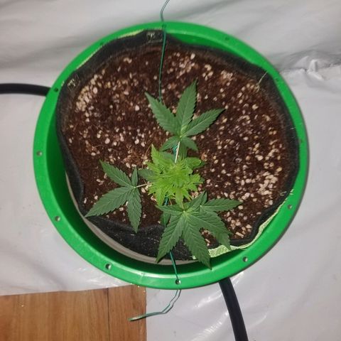 Do Si Dos Auto growlog timeline photo
