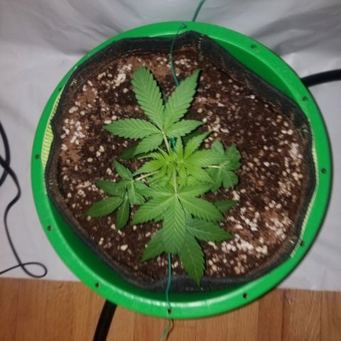 G14 #1 growlog timeline photo
