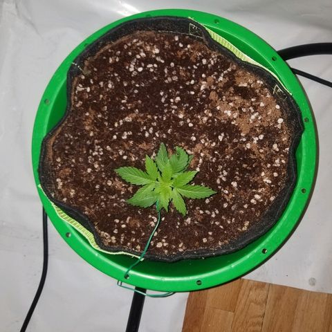 Bam Bam #1 growlog timeline photo