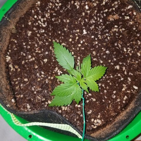 Bam Bam #2 growlog timeline photo