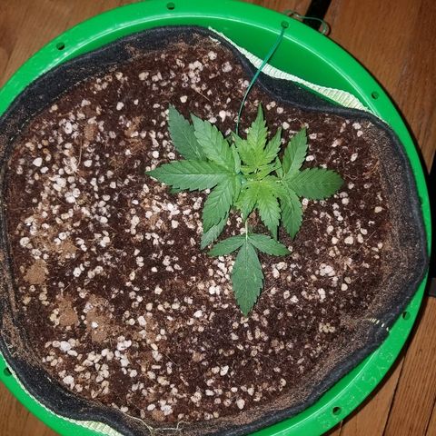 Bam Bam #3 growlog timeline photo