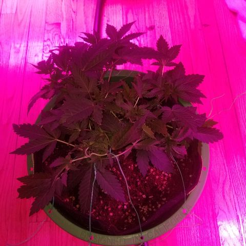 Bitchen Camaro  growlog timeline photo