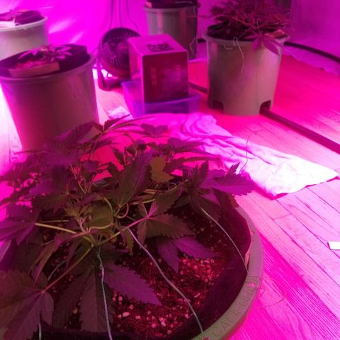 Bitchen Camaro  growlog timeline photo