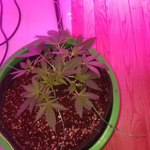 White widow  #1 growlog timeline photo