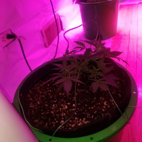 White widow  #1 growlog timeline photo
