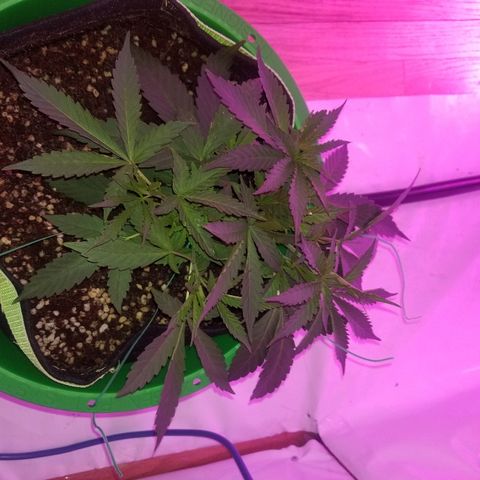 Bubblegum breath  #2 growlog timeline photo