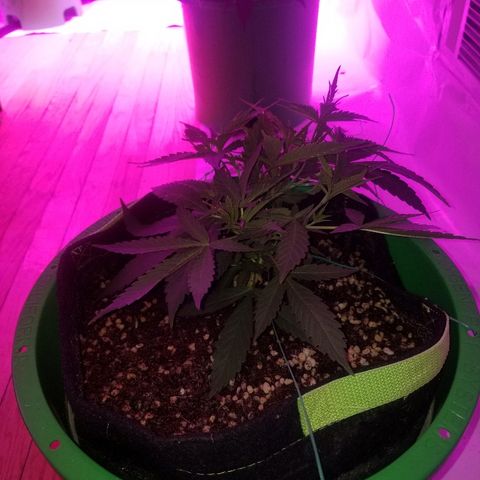 Bubblegum breath  #2 growlog timeline photo