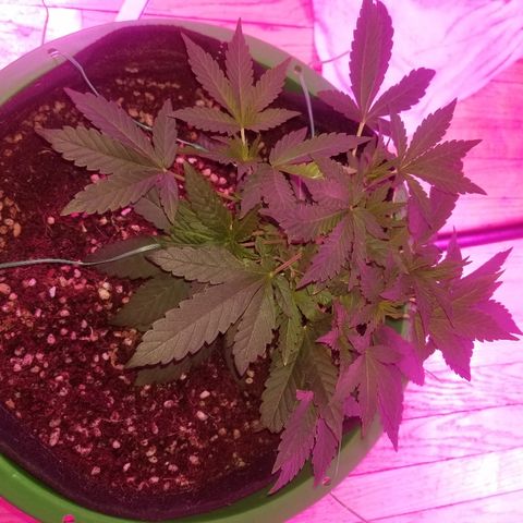 Bubblegum breath  #1 growlog timeline photo