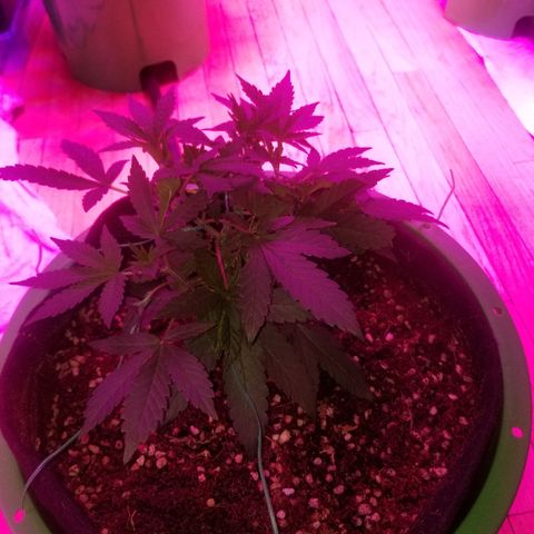 Bubblegum breath  #1 growlog timeline photo