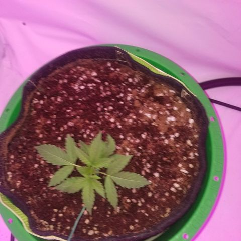Bam Bam #1 growlog timeline photo