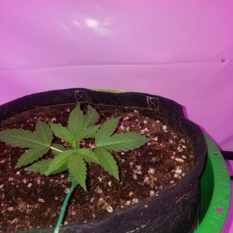 Bam Bam #1 growlog timeline photo