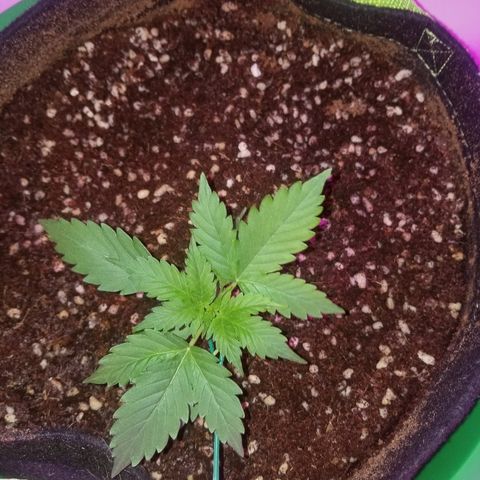 Bam Bam #2 growlog timeline photo