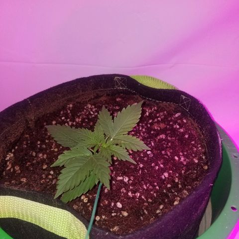 Bam Bam #2 growlog timeline photo