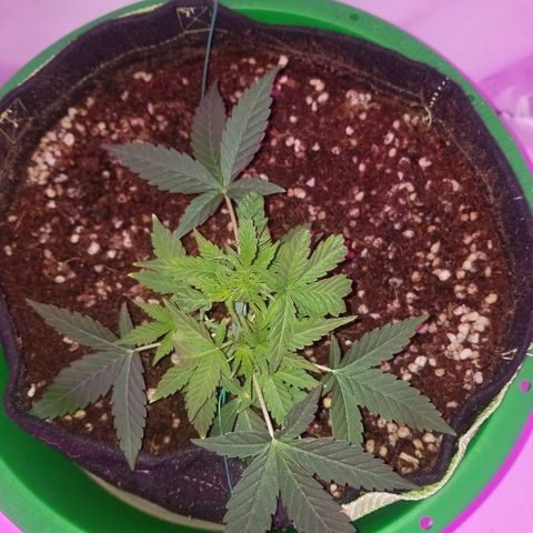 Do Si Dos Auto growlog timeline photo