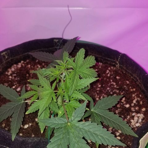 Do Si Dos Auto growlog timeline photo