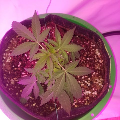 G14 #1 growlog timeline photo