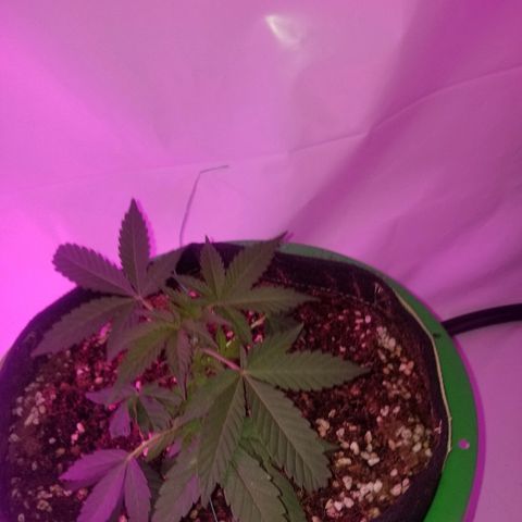 G14 #1 growlog timeline photo