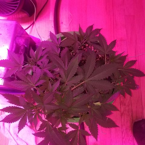 Kracken #1 growlog timeline photo