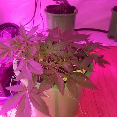 Kracken #1 growlog timeline photo