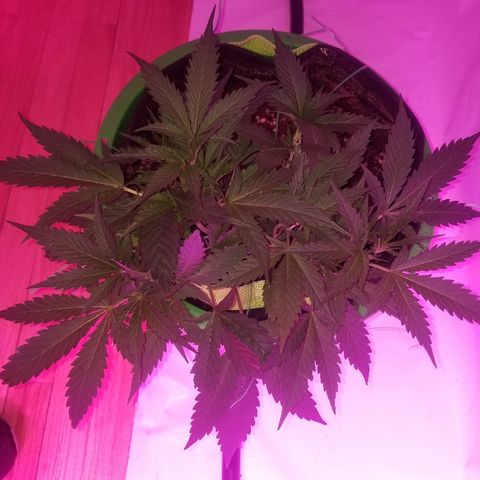 Kracken #2 growlog timeline photo