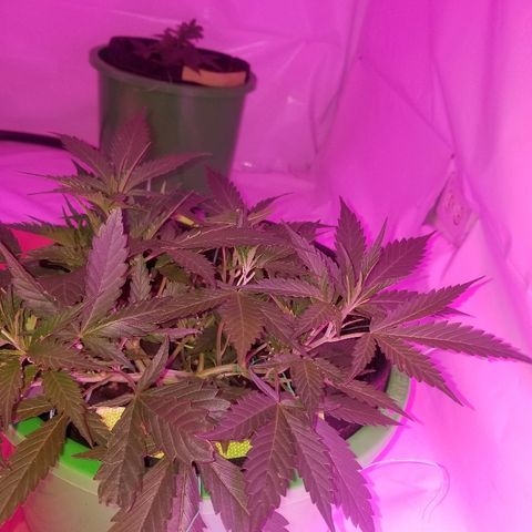 Kracken #2 growlog timeline photo