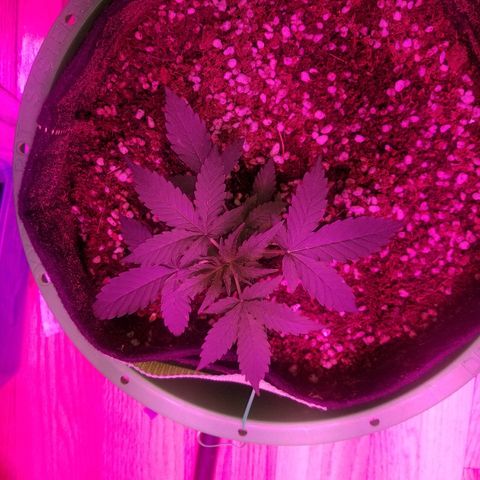 Bam Bam #3 growlog timeline photo